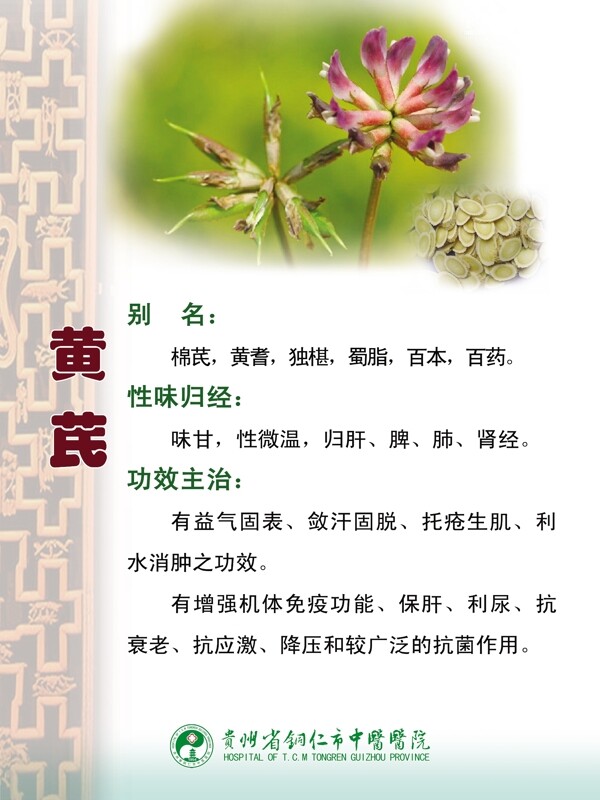 黄芪药物作用图片