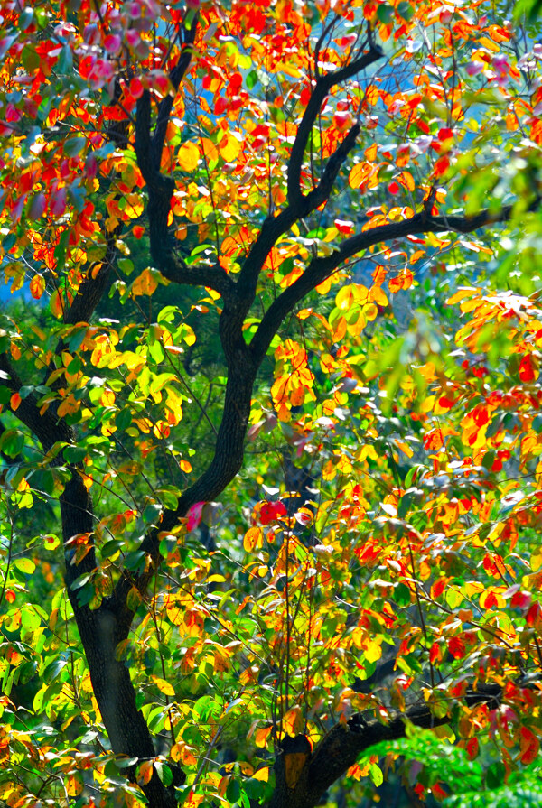 秋天的柿子树图片