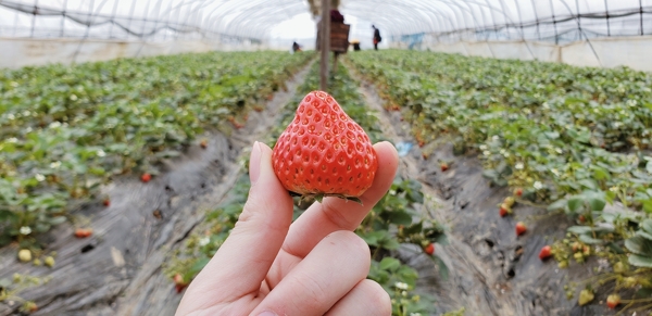 草莓草莓园水果树莓
