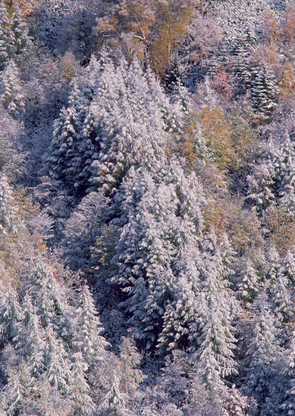 覆盖着积雪的丛林图片