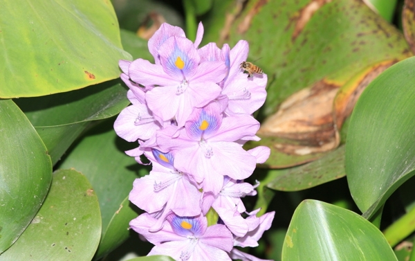 蜜蜂和鸭舌草花图片