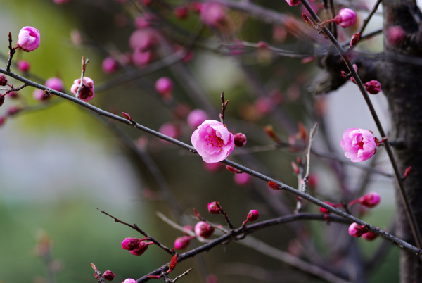 桃花图片