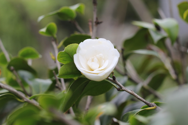 山茶花图片