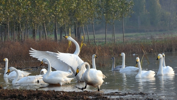 平陆黄河湿地迎来越冬白天鹅图片