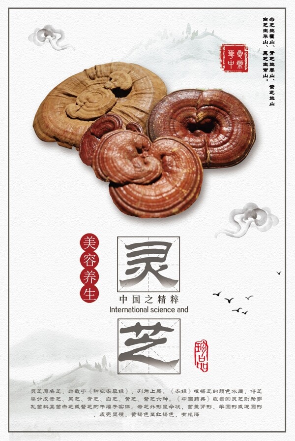 白色背景简约中国风养生灵芝海报