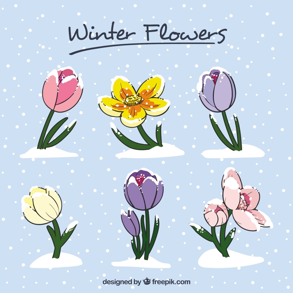 美丽的手绘冬季花