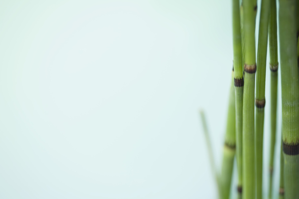 植物