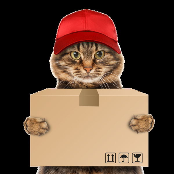 戴着帽子抱着箱子的萌猫