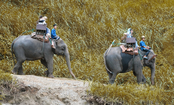 驮游客的大象