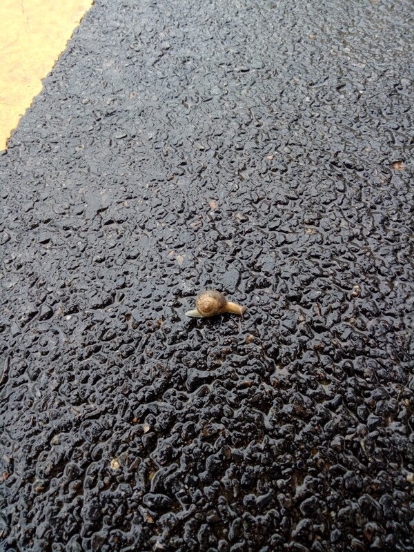 湿地蜗牛