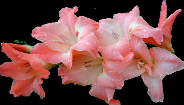 粉色梧桐花png元素