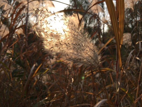 芦苇