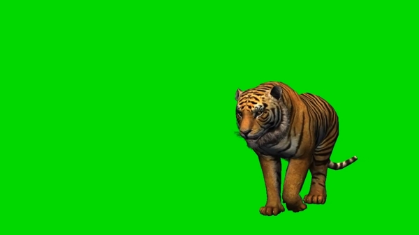 老虎绿幕抠像视频素材