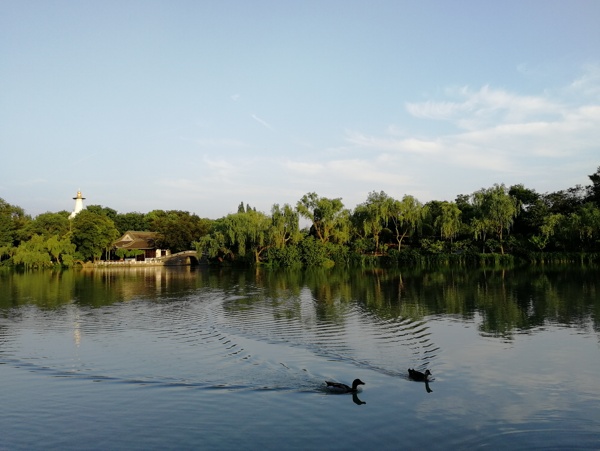 扬州瘦西湖湖中黑天鹅