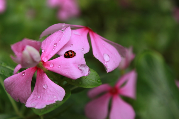 雨中花虫图片