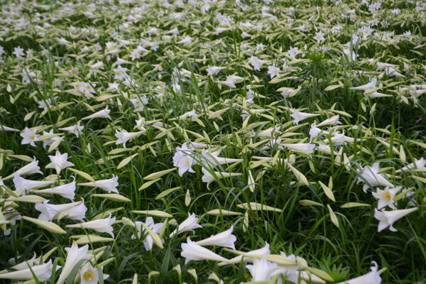 美丽的百合花图片