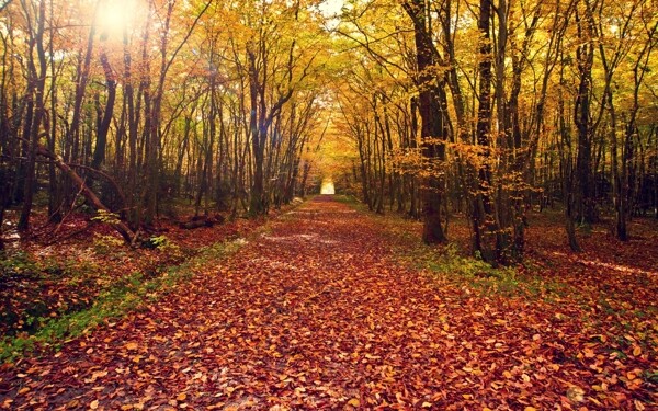 秋季自然风景图片素材