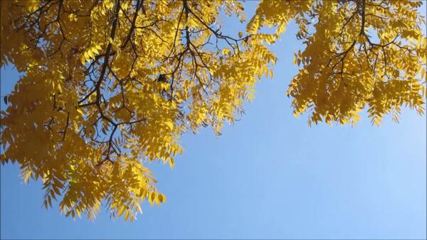 黄色的树叶