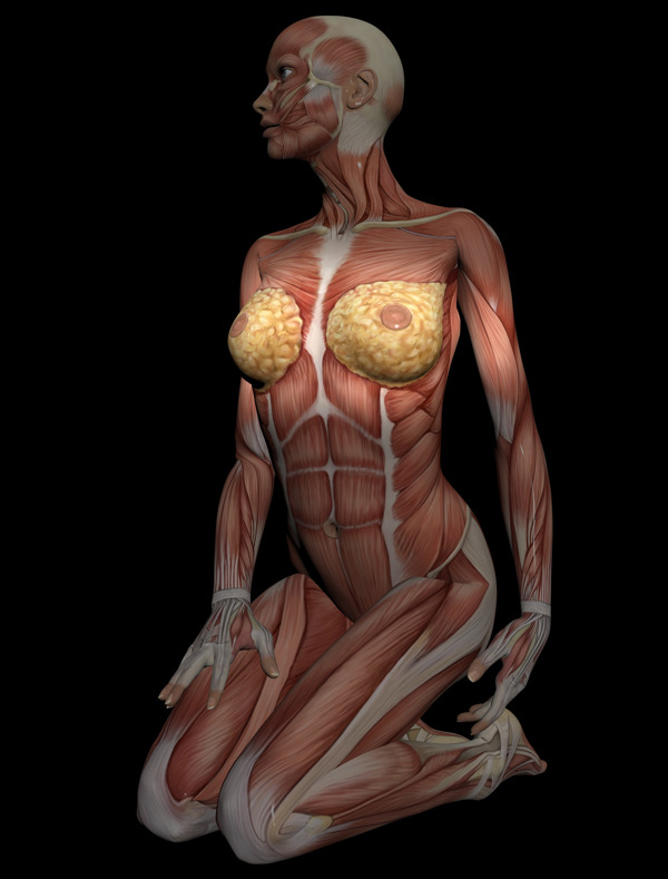 为研究女性的躯干肌肉的3D模型