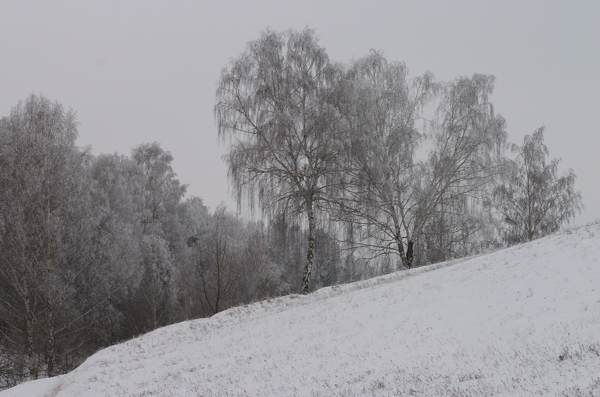 冬天树林雪景摄影图片