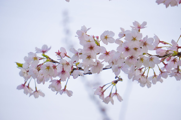春天粉色樱花摄影