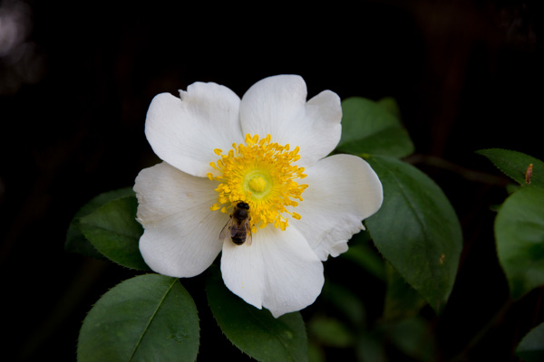 茶树花