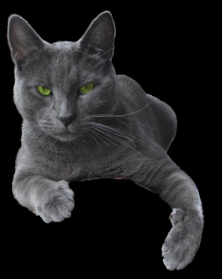 灰色绿眼猫咪图片素材
