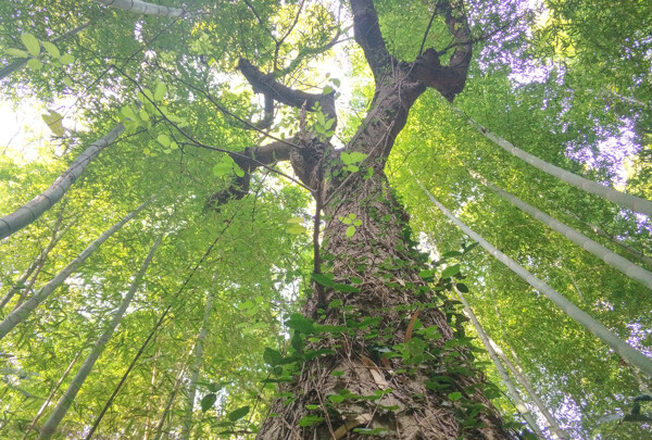 树木林间