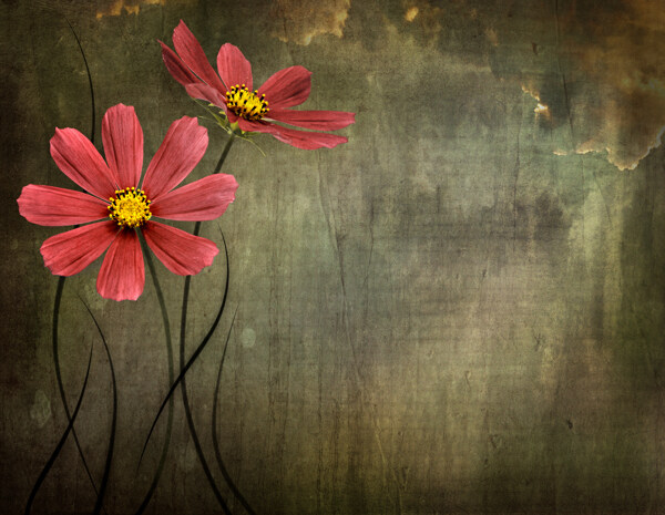 红色植物花朵背景图片