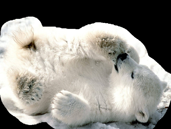 地上打滚的北极熊免抠png透明素材