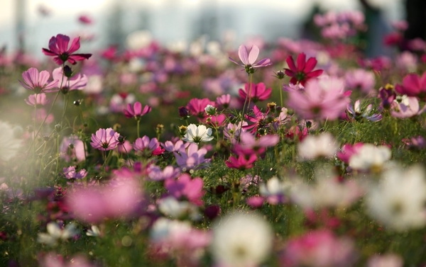 湿地波斯菊