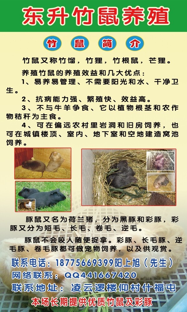 竹鼠养殖宣传单图片