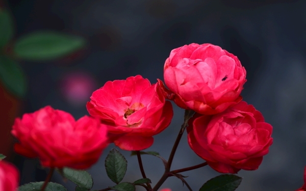 红色玫瑰花花卉