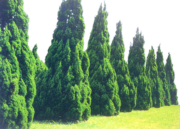 松柏108植物素材