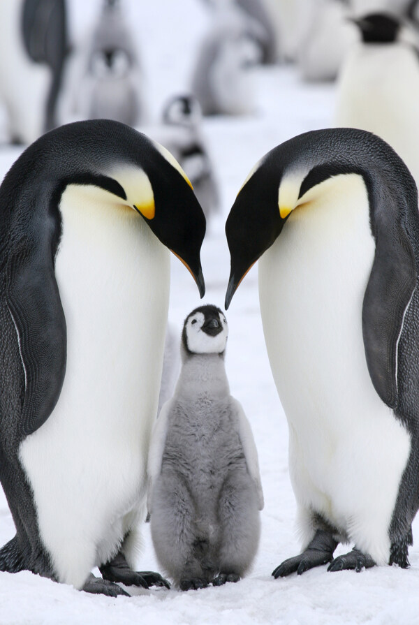雪地上的企鹅家庭图片