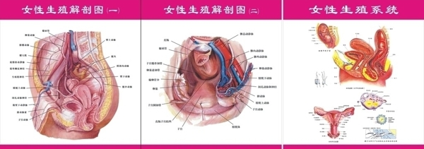 女性生殖解剖图图片