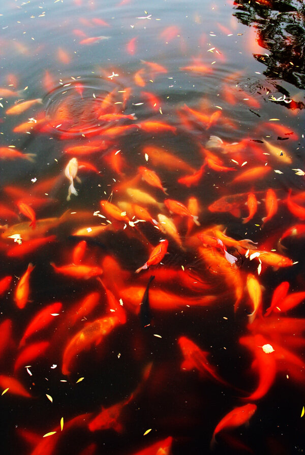 杭州西湖的花港观鱼图片