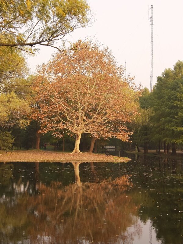 秋天梧桐树湖边倒影