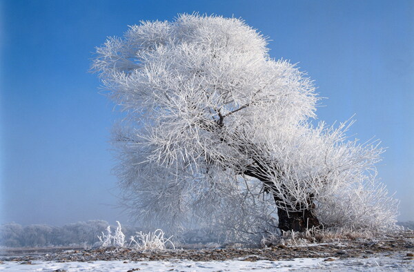 冬天雪景雪景大雪