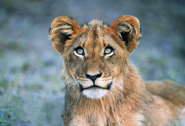 母狮子野生动物