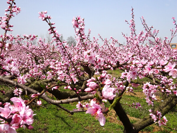 桃花