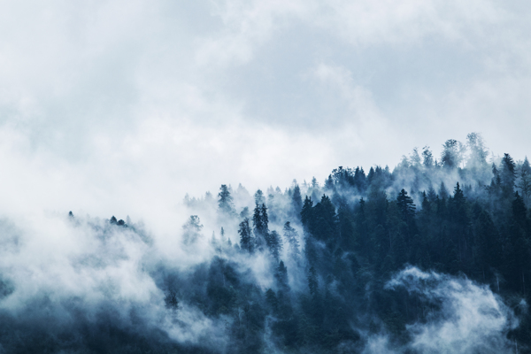 云雾缥缈森林景色