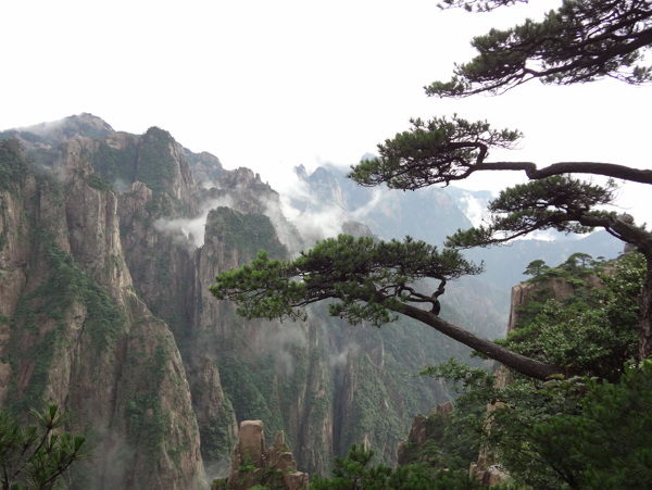 黄山迎客松