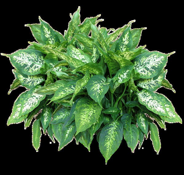 绿色树叶植物免抠png透明图层素材
