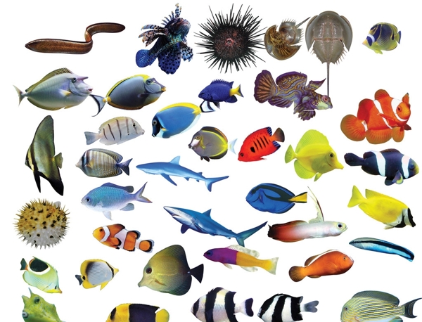 海洋生物集中图片