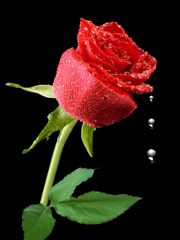 滴水玫瑰图片