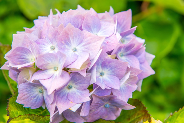 唯美紫色绣球花图片