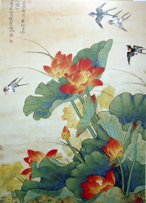 国画荷花图片