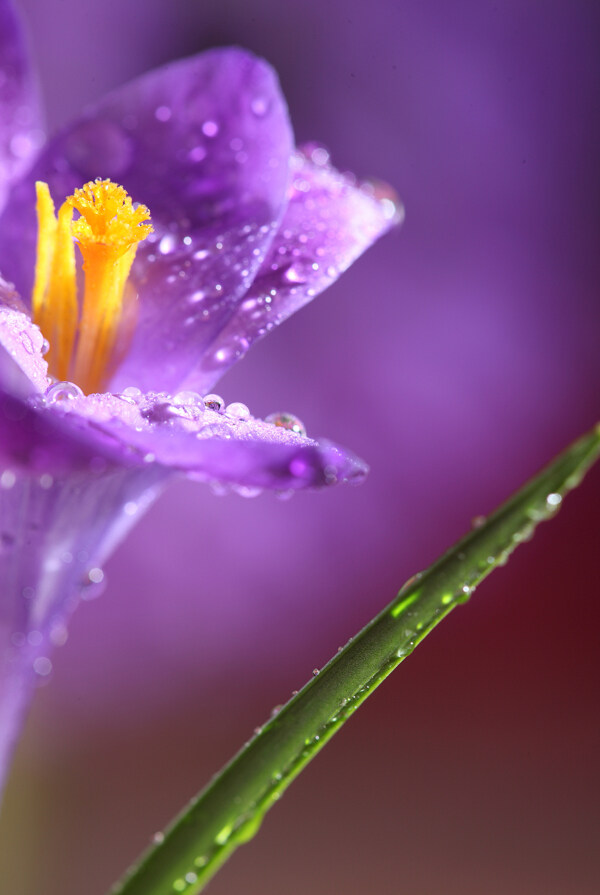 有水珠的紫色花朵图片