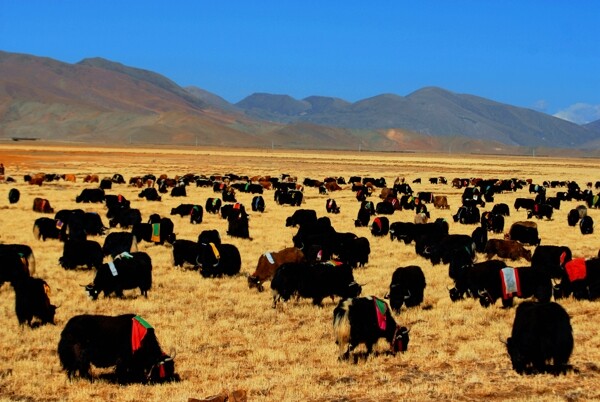 身披隆达的牦牛群图片